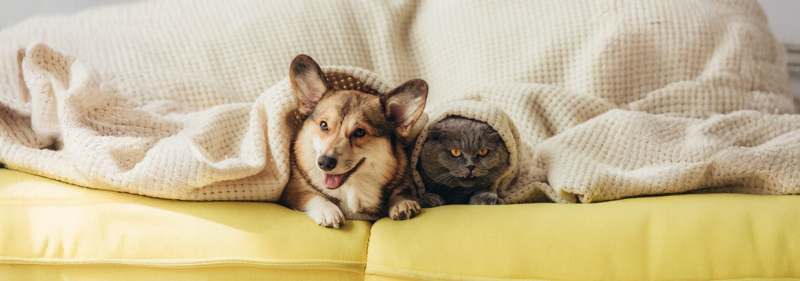 Pets deals and picks